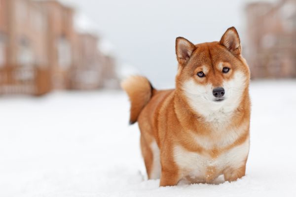 雪に埋もれる柴犬